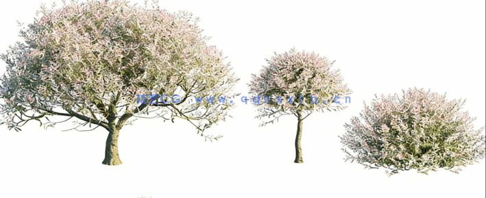 北美花园植物灌木3D模型 Globe Plants – Bundle 27(图5)