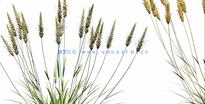 野外杂草植物3D模型 Globe Plants – Bundle 18 – Ornamental Grasses(图5)