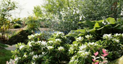 日本庭院植物3D模型 Globe Plants – Bundle 17(图4)