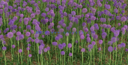 3DMAX花朵植物3D模型 Vizpark – Real Flowers(图2)