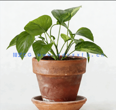 室内绿植盆栽植物3D模型 3DCollective – Interior Plants Pack 01 (3D MAX/OBJ格式)(图5)