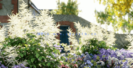 花园植物3D植物模型Globe Plants - Bundle 53 - British Home & Garden Plants(图3) 花园植物3D植物模型Globe Plants - Bundle 53 - British Home & Garden Plants(图3)