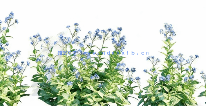 花园植物3D植物模型Globe Plants - Bundle 53 - British Home & Garden Plants(图4) 花园植物3D植物模型Globe Plants - Bundle 53 - British Home & Garden Plants(图4)