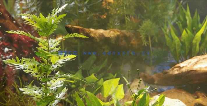 水生植物水族馆3D植被Globe Plants - Bundle 48 - Aquatic Plants(图3) 水生植物水族馆3D植被Globe Plants - Bundle 48 - Aquatic Plants(图3)