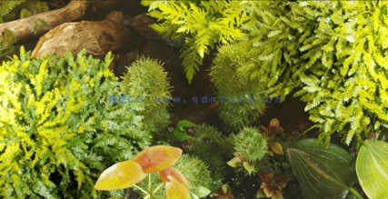水生植物水族馆3D植被Globe Plants - Bundle 48 - Aquatic Plants(图5) 水生植物水族馆3D植被Globe Plants - Bundle 48 - Aquatic Plants(图5)