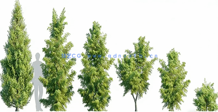 灌木和地被植物Globe Plants - Bundle 44 - Swedish Plant(图5)