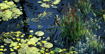 湿地植物3D模型 Globe Plants – Bundle 46(图2)