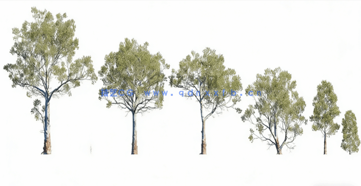 花园景观树木植物3D模型 Globe Plants – Bundle 62(图1)