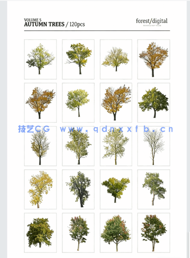 高清PNG素材秋季树木ForestDigital vol. 5 - Autumn trees(图2)