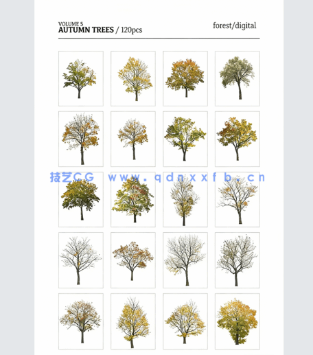 高清PNG素材秋季树木ForestDigital vol. 5 - Autumn trees(图3)