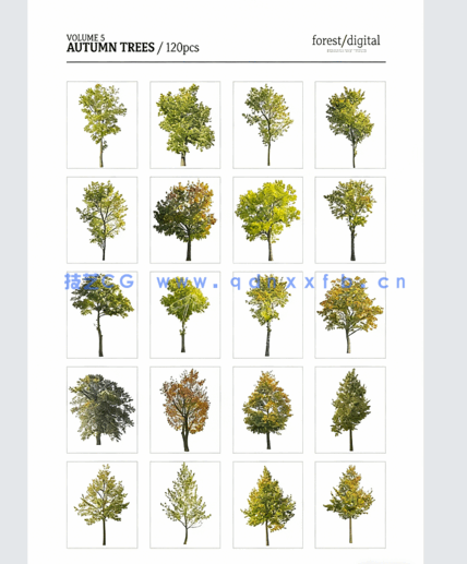 高清PNG素材秋季树木ForestDigital vol. 5 - Autumn trees(图4)