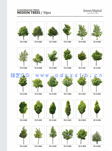 超高清树木PNG素材Forest/Digital Vol. 1 – Trees(图4)