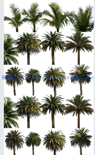 高清棕榈树素材PHOTOBASH – Palm Trees(图2)