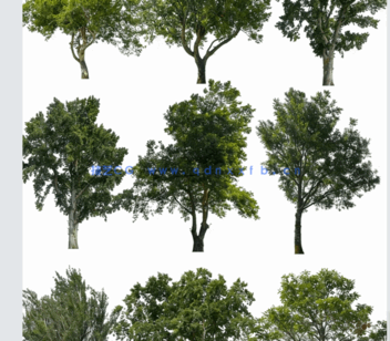 高清落叶乔木后期素材PHOTOBASH – Deciduous Trees(图1)