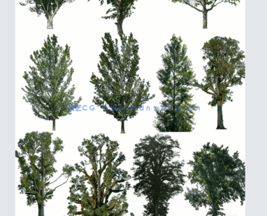 高清落叶乔木后期素材PHOTOBASH – Deciduous Trees(图3)