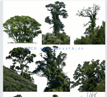 高清落叶乔木后期素材PHOTOBASH – Deciduous Trees(图4)