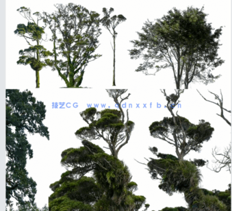 高清落叶乔木后期素材PHOTOBASH – Deciduous Trees(图5)