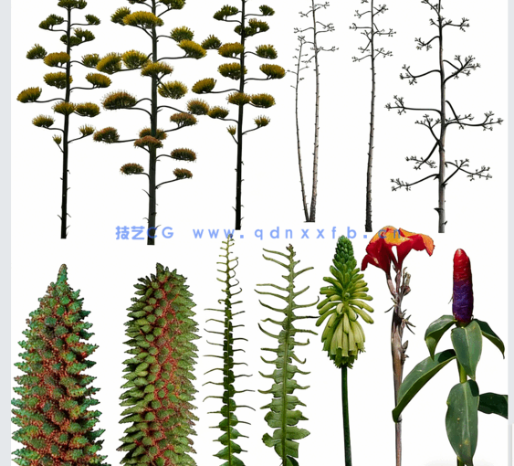 高清植物免抠素材PHOTOBASH – Prehistoric Plants(图2)