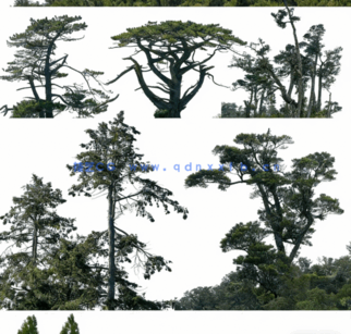  针叶树高清素材PHOTOBASH – Conifer Trees(图2)