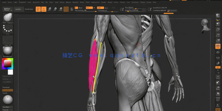 ZBrush人体雕刻解剖学基础核心技术视频教程(图2)