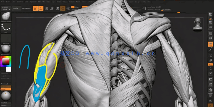 ZBrush人体雕刻解剖学基础核心技术视频教程(图4)