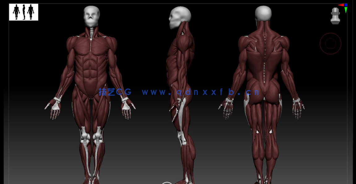  Zbrush逼真3D角色人体骨架肌肉解剖制作视频教程(图3)