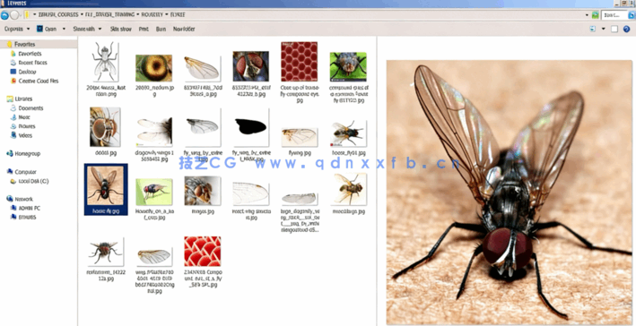 Zbrush逼真苍蝇雕刻建模实例制作视频教程(图2)