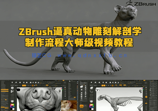 ZBrush逼真动物雕刻解剖学制作流程大师级视频教程(图1)