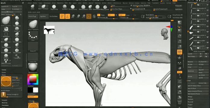 ZBrush逼真动物雕刻解剖学制作流程大师级视频教程(图5)