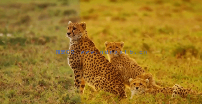 AE网络短视频修复色彩移除背景等特效制作视频(图4)