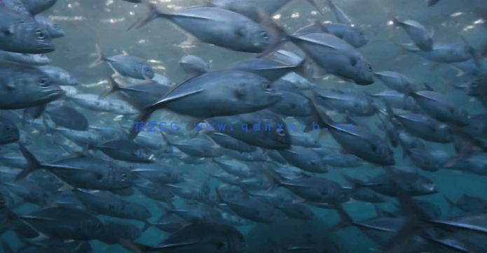 潜水摄影水下精美照片拍摄技能训练视频教程(图4)