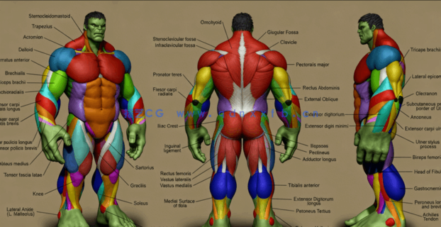 Zbrush超级英雄绿巨人完整雕刻制作训练视频教程 (图2)