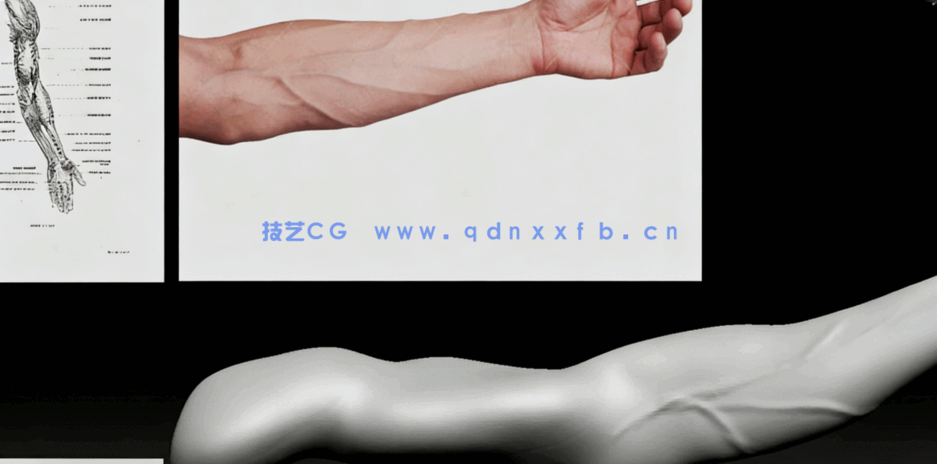 Zbrush人类身体解剖特征雕刻技术视频教程 (图4)