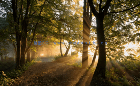 高清深林外景贴图丁达尔效应(图4)