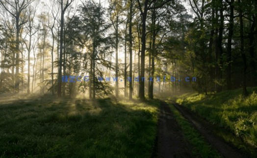 高清深林外景贴图丁达尔效应(图5)