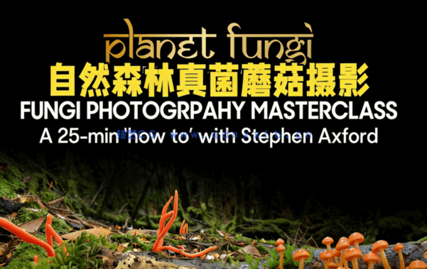 自然森林真菌蘑菇摄影技术大师班视频教程(图6)