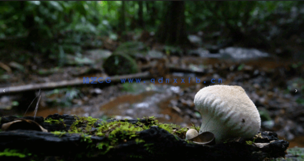 自然森林真菌蘑菇摄影技术大师班视频教程(图4)