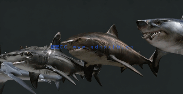 7只C4D海洋动物霸主鲨鱼模型 Shiver of Sharks(图1)