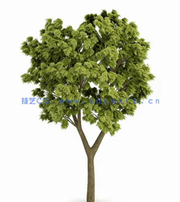 C4D美洲白蜡树模型 WhiteAsh model(图1)
