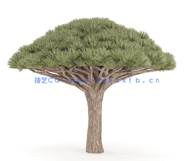 C4D扇形针叶树冠独特造型自然生态树模型(图1) C4D扇形针叶树冠独特造型自然生态树模型(图1)
