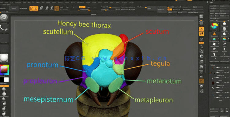 Zbrush超写实昆虫设计完整制作流程视频教程(图2)