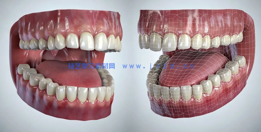 男性女性角色肌肉骨骼建模雕刻基础网格3D模型合集(图8) 男性女性角色肌肉骨骼建模雕刻基础网格3D模型合集(图8)