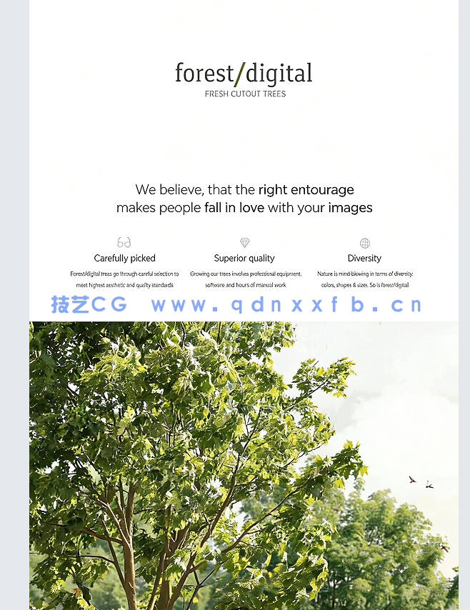 80棵超高清树木PNG素材Forest/Digital Vol.4 – Conifer Trees(图1)