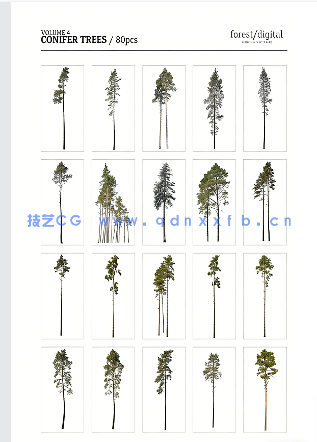 80棵超高清树木PNG素材Forest/Digital Vol.4 – Conifer Trees(图2)