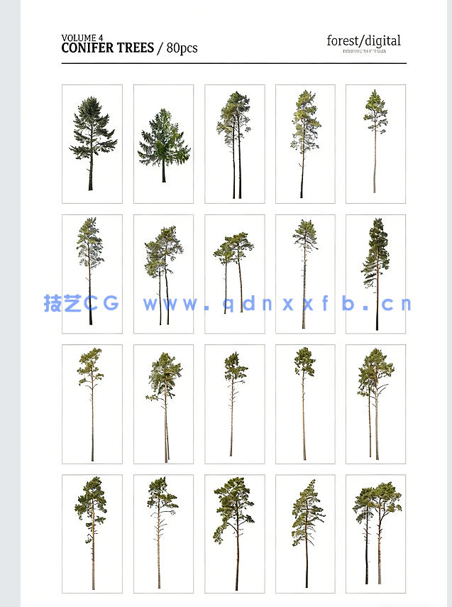 80棵超高清树木PNG素材Forest/Digital Vol.4 – Conifer Trees(图3)