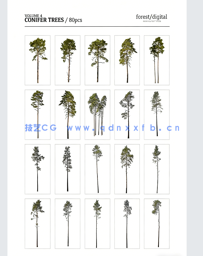80棵超高清树木PNG素材Forest/Digital Vol.4 – Conifer Trees(图5)