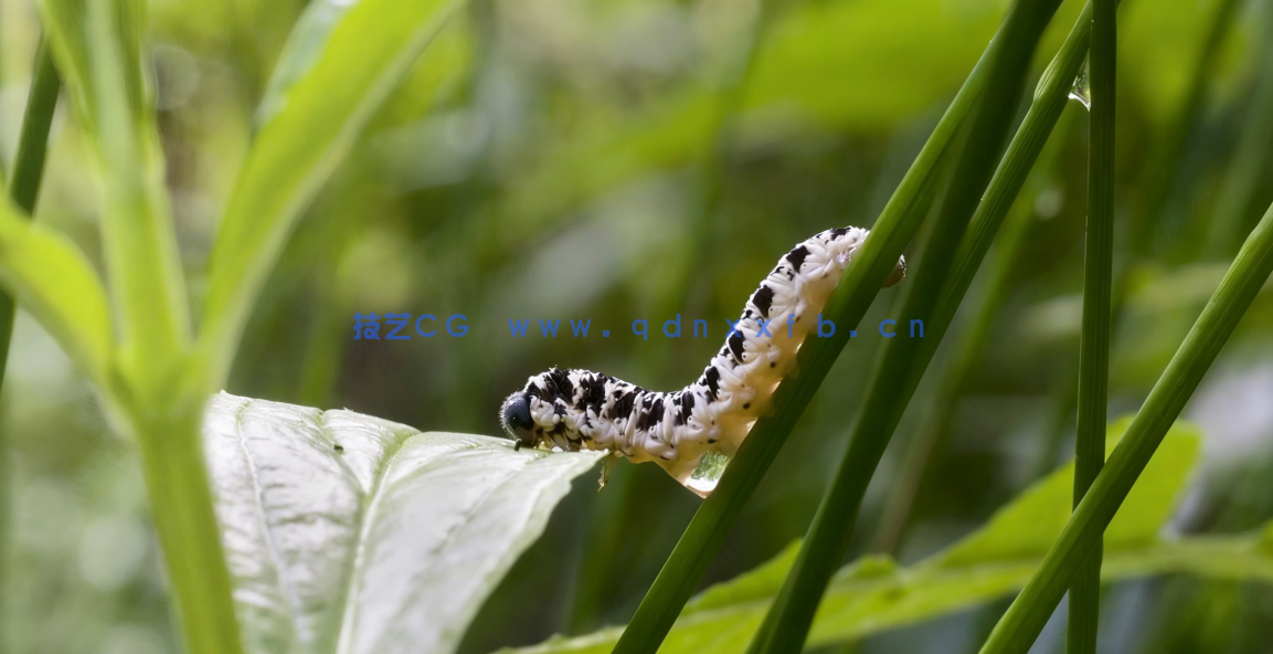 野外自然植物昆虫宏观摄影视频教程(图1)